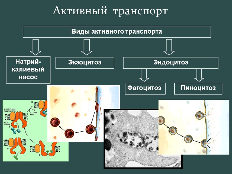 Активный  транспорт Виды активного транспорта Натрий-калиевый насос Экзоцитоз Эндоцитоз Фагоцитоз Пиноцитоз